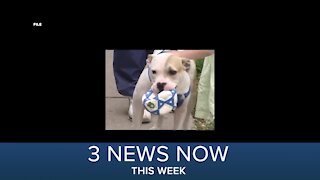 3 News Now This Week | April 3, 2021 - April 9, 2021