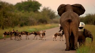 Mother elephant protects baby from dangerous African wild dog