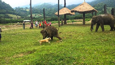 Adorable Baby Elephant Gets Frustrated After Chasing A Dog | Watch Now