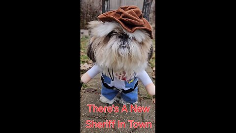 There's A New Sheriff In Town And Her Name Is Rosie (Featuring Rosie The Shihtzu)