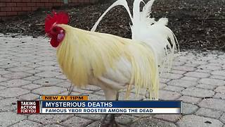 Famous Ybor City rooster killed as chicken population in historic district plunges