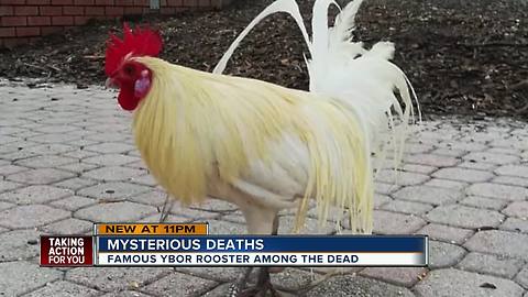 Famous Ybor City rooster killed as chicken population in historic district plunges