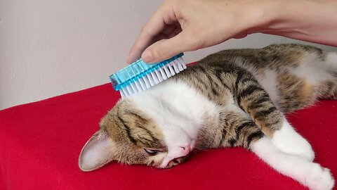 Brushing Makes the Cat Fur Shine