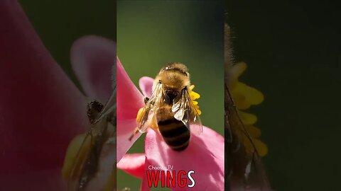 🐧 #WINGS - Nectar's Delight: Bee's Sweet Dance Amid Petals, Collecting Life's Golden Bounty 🐦