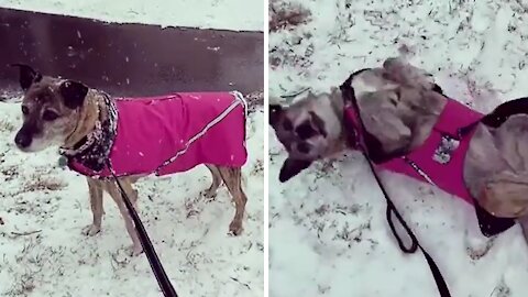Senior Dog Just Loves To Roll Around In The Snow