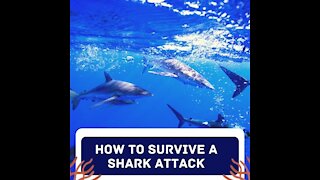 Helpful tips on how to defend yourself against a shark attack!