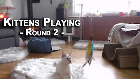 Kittens Playing, Round 2: Our Lilac Lynx Balinese Cats, Sal and Veeya [ASMR]