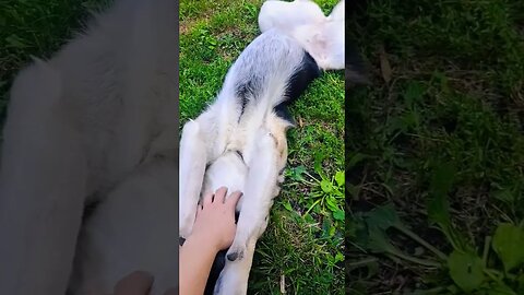 Belly Rubs For Maple!