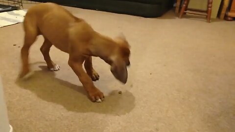 Gorgeous Ridgeback Puppy Clumsily Hunts Kibble