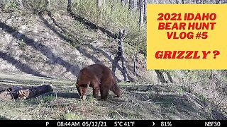 Idaho Bear Hunting VLOG #5 | Grizzly bear or mountain lion?