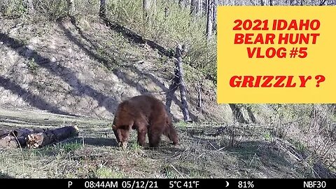Idaho Bear Hunting VLOG #5 | Grizzly bear or mountain lion?