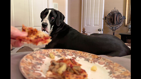 Funny Great Dane Enjoys Eating Pizza In Bed With Mom