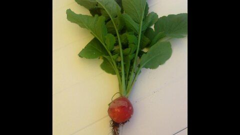 Radish Champion