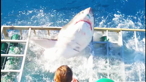 Great White Shark Cage Breach Accident