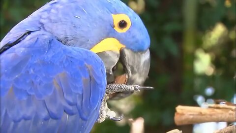 Most Beautiful Macaws on Planet Earth