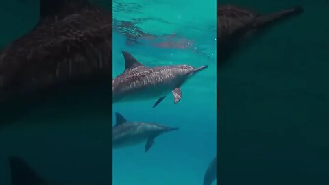 Meditation With Fish #shorts #meditation #relaxing #calm #music #soothing #relax #fishing #shark