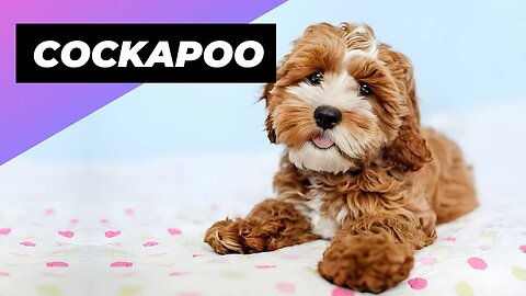 Cockapoo 🐶 One Of The Most Popular Crossbreed Dogs In The World #shorts