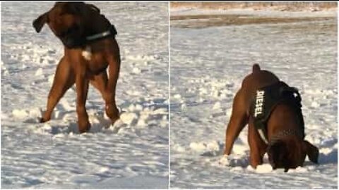 Hund använder sin egen teknik för att få ut en snöboll ur snön