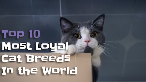 Top 10 Most Loyal Cat Breeds In the World