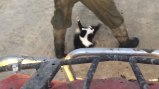 Farm Cat Hilariously Plays In Dirt To Block Road Passage