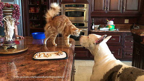 Funny Impatient Great Dane and Cat Chat About Chicken ~ Both Show Off
