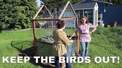 How to Recycle an Apple Bin into a Raised Bed for your Pea Garden