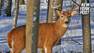 'Zombie' deer disease spreads nationwide, threatening New York area