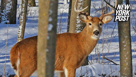 'Zombie' deer disease spreads nationwide, threatening New York area