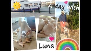 A Day With Luna - Discovery, Crime Scene & Lots of Playtime - DogSitting Lovely Fun Dog 🐶