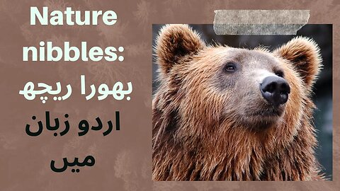 Nature Nibbles: Brown Bear اردو زبان میں بھورا ریچھ کے بارے میں معلومات