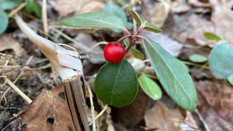 Wild Harvesting Wintergreen