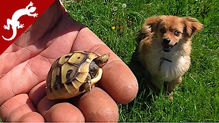 Baby Turtle - Danger from Dog - Testudo hermanni