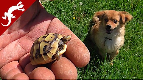 Baby Turtle - Danger from Dog - Testudo hermanni