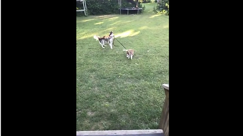 Husky mama pulls puppy on the leash