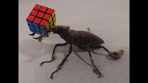 Huge stag beetle holds and then breaks a Rubik's Cube