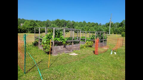 Gardening in Haliburton County, Ontario - July 16, 2022 Walk Around