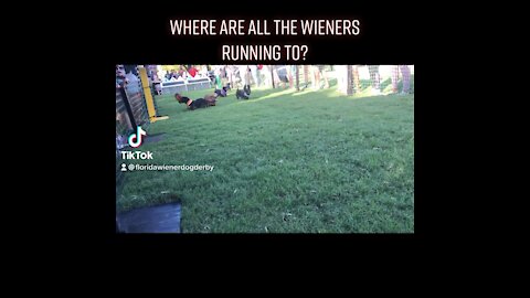 Tampa bay wiener dog race