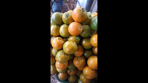 21-11-2023 #APMC #wholesale #fruits #market #winter #vashi #navimumbai #apmc #turbhe.