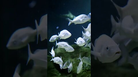 Aquarium 4k Video UHD | Coral Reef Fish | Underwater | Sea animals for relaxing #4k #shorts #nature