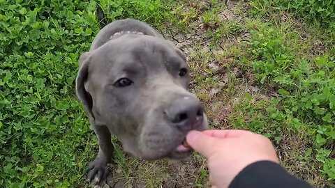 Bruce The Puppy Cane Corso 50 KG 110 Lbs 10 Months Old