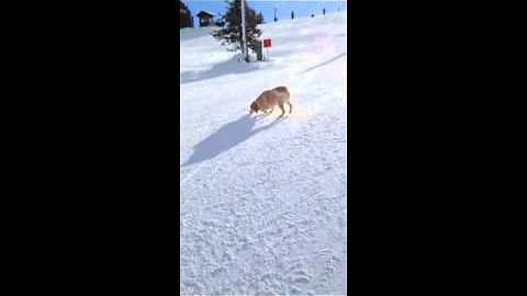 Dog Successfully Slides Down A Hill Following Owner’s Footsteps