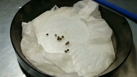Quick and Easy way to germinate cannabis seeds!