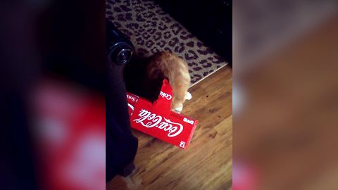 "Funny Cat Gets His Head Stuck In Soda Can Box"