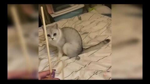 VIRAL VIDEO FUNNY CAT THAT THINKS HE IS A DOG