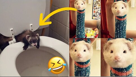 🤣 Funny Ferrets Compilation - Funny Ferrets TikTok - Funny Ferrets Fails - Funny Ferrets Videos 😂