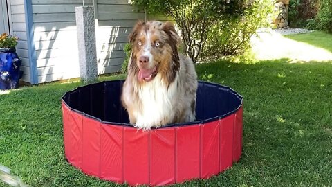 Happy Dog Is Having A Blast With His Pool