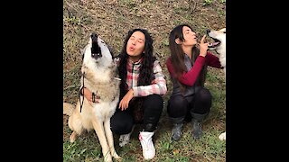 Caretakers convince their wolves to engage in howling match