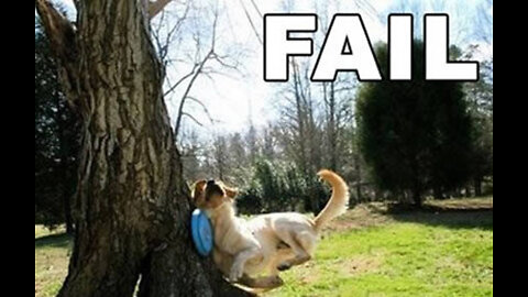 Funniest ANIMAL FAILS IN 1 Minute