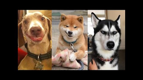 Funny Dog Videos 2021🤣 🐶 It's time to LAUGH with Dog's life