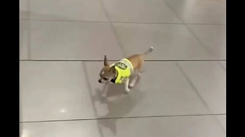 Chihuahua works as a drug enforcement officer at an airport in Colombia